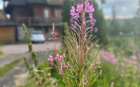 Willa Alta